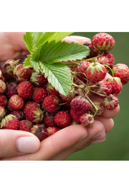 Суниця Мускатна плоди